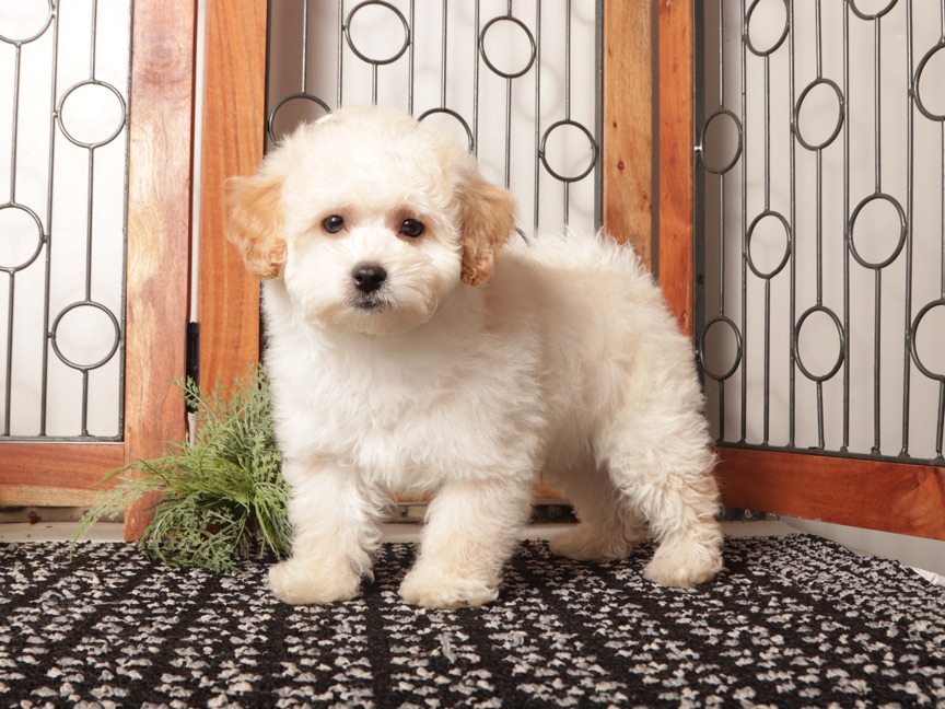 Murphy- Playful Male Maltipoo Puppy - Image 4