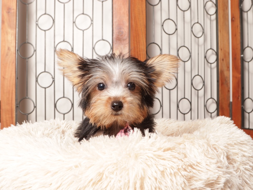 Nico- Loving Little Male ACA Yorkie Puppy