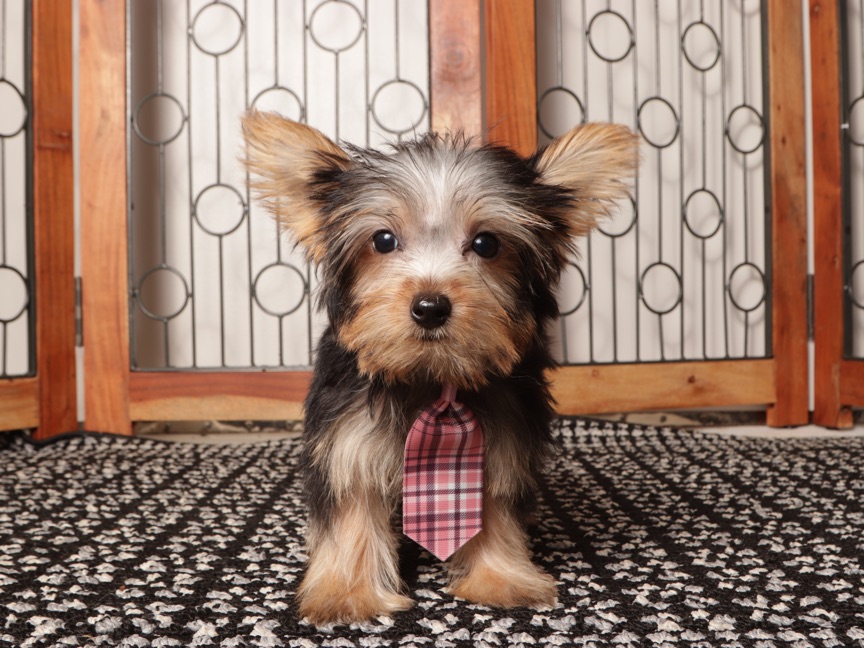 Nico- Loving Little Male ACA Yorkie Puppy - Image 2