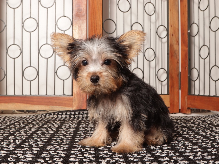 Nico- Loving Little Male ACA Yorkie Puppy - Image 3