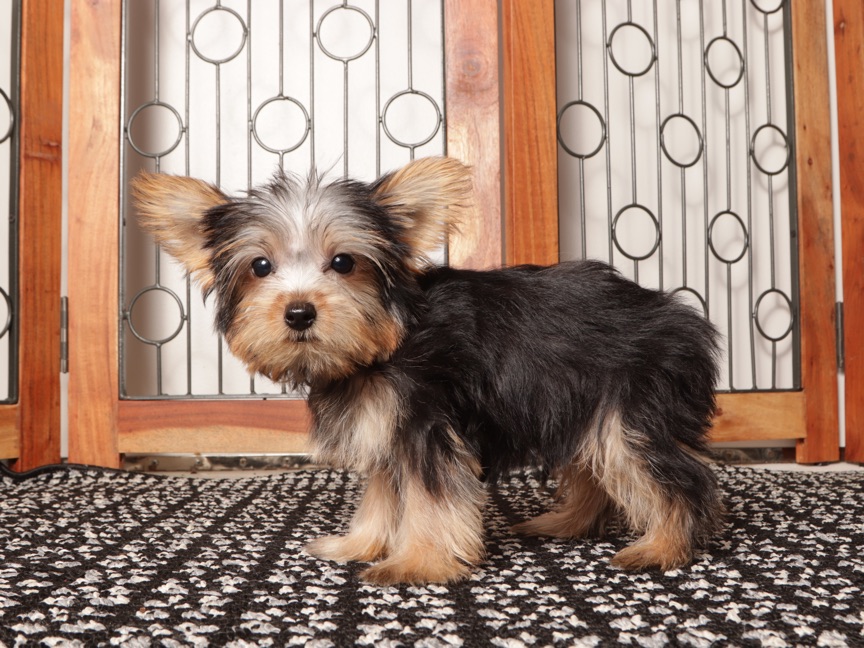 Nico- Loving Little Male ACA Yorkie Puppy - Image 4