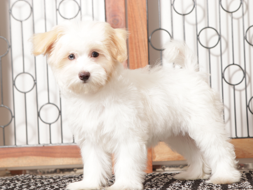 Nina - Steller little Female Maltipoo Puppy
