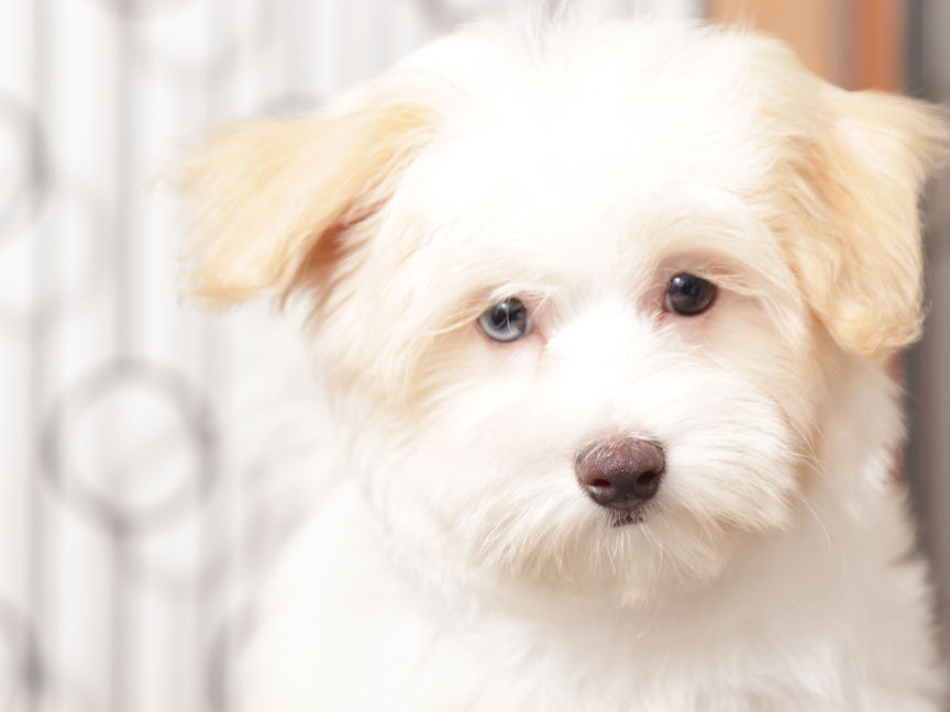 Nina - Steller little Female Maltipoo Puppy - Image 3