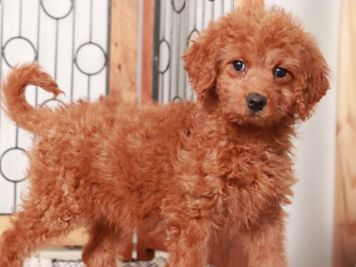 Mini Goldendoodle Puppy