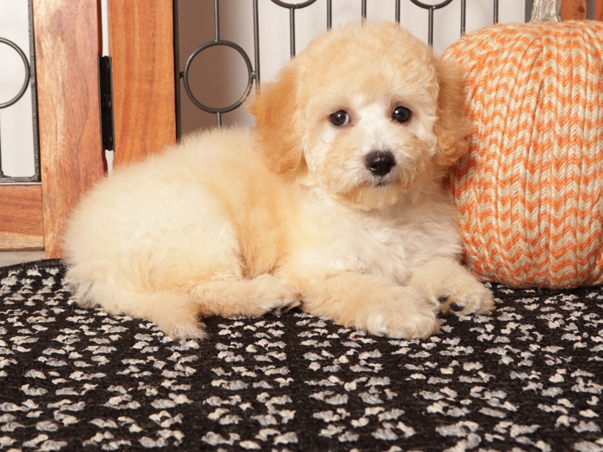 Nova – Shy Female Poocon Puppy