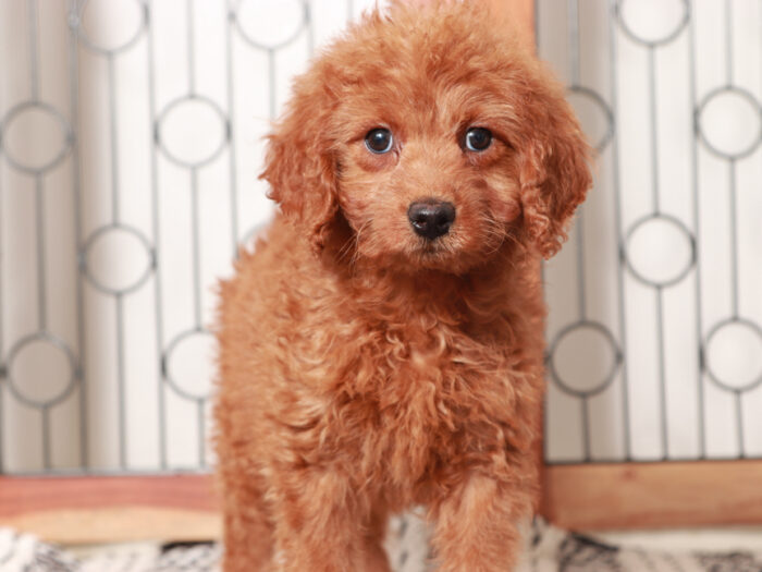 Mini Goldendoodle Puppy