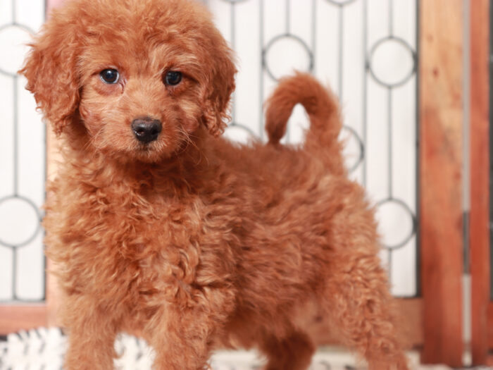 Mini Goldendoodle Puppy