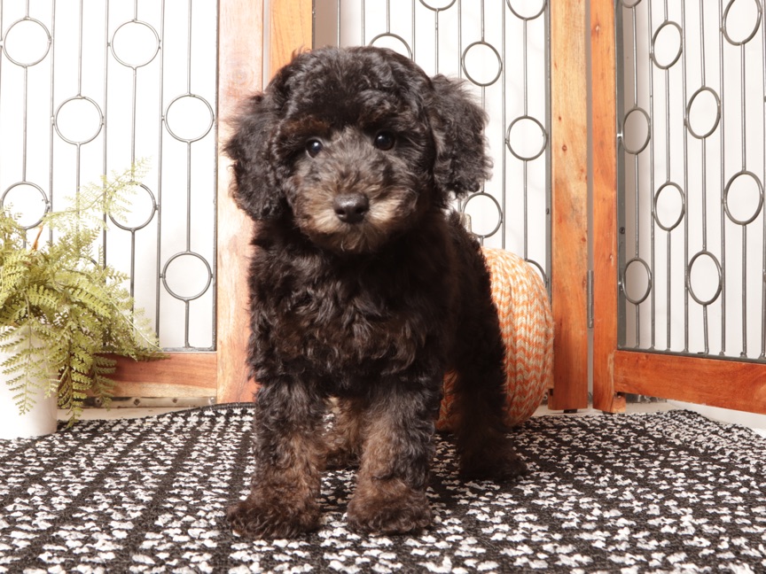 Olive – Smart Female Mini Poodle Puppy ICA