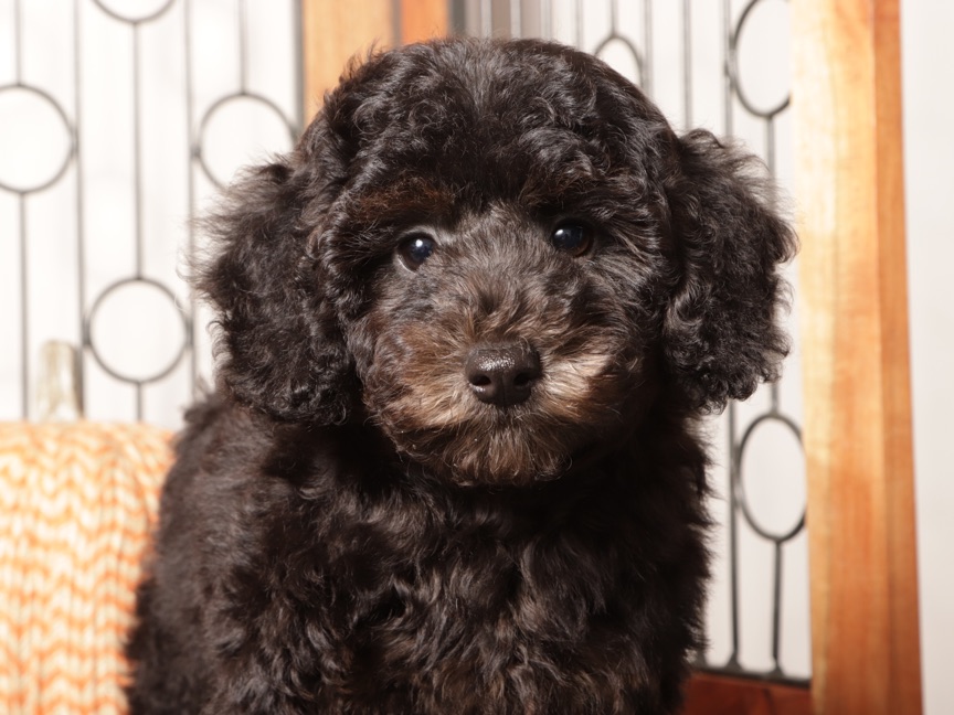 Olive - Smart Female Mini Poodle Puppy ICA - Image 2