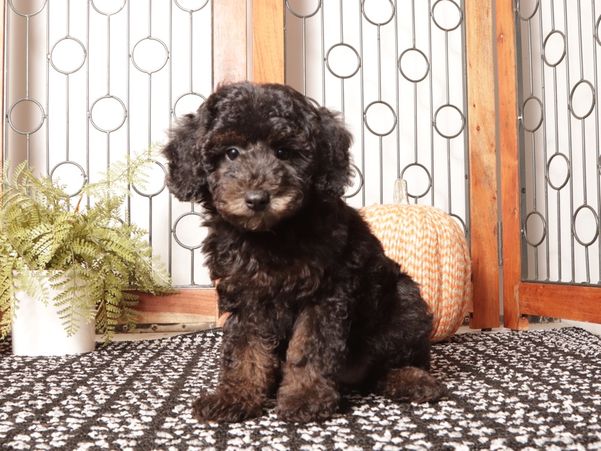 Olive - Smart Female Mini Poodle Puppy ICA - Image 3