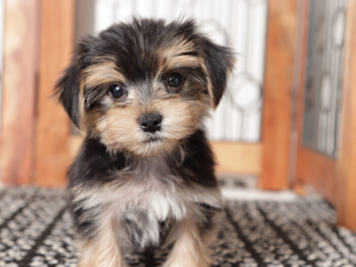Ollie - Dapper Little Tan/Black Male Morkie Puppy (Copy)