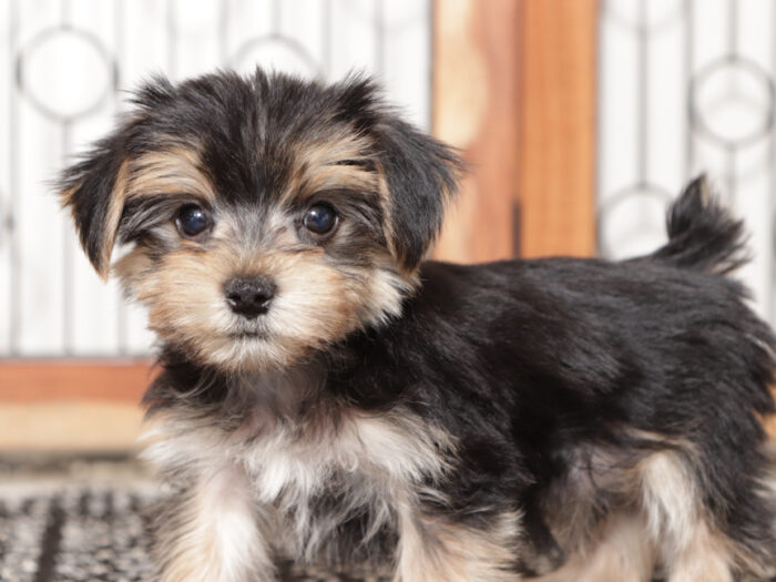 Ollie - Dapper Little Tan/Black Male Morkie Puppy (Copy) - Image 4