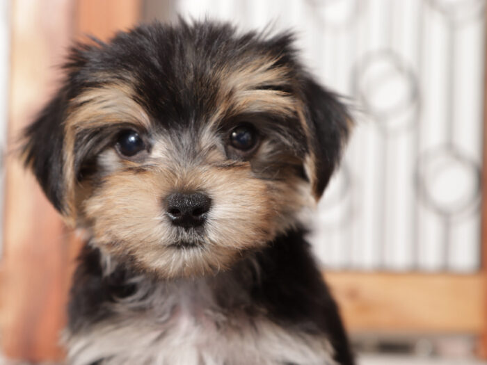 Ollie - Dapper Little Tan/Black Male Morkie Puppy (Copy) - Image 3