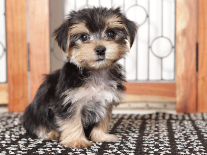 Ollie - Dapper Little Tan/Black Male Morkie Puppy (Copy) - Image 2