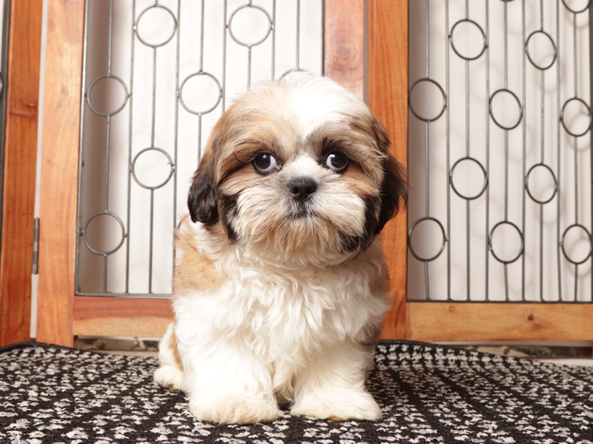 Otis - Fun Male ACA Shihtzu