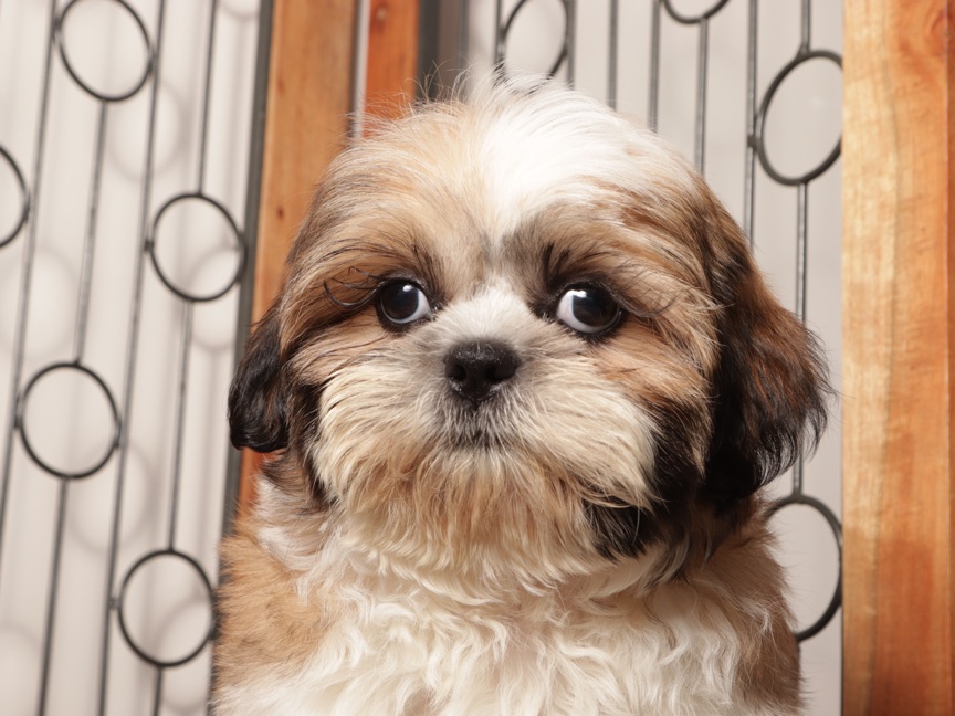 Otis - Fun Male ACA Shihtzu - Image 2