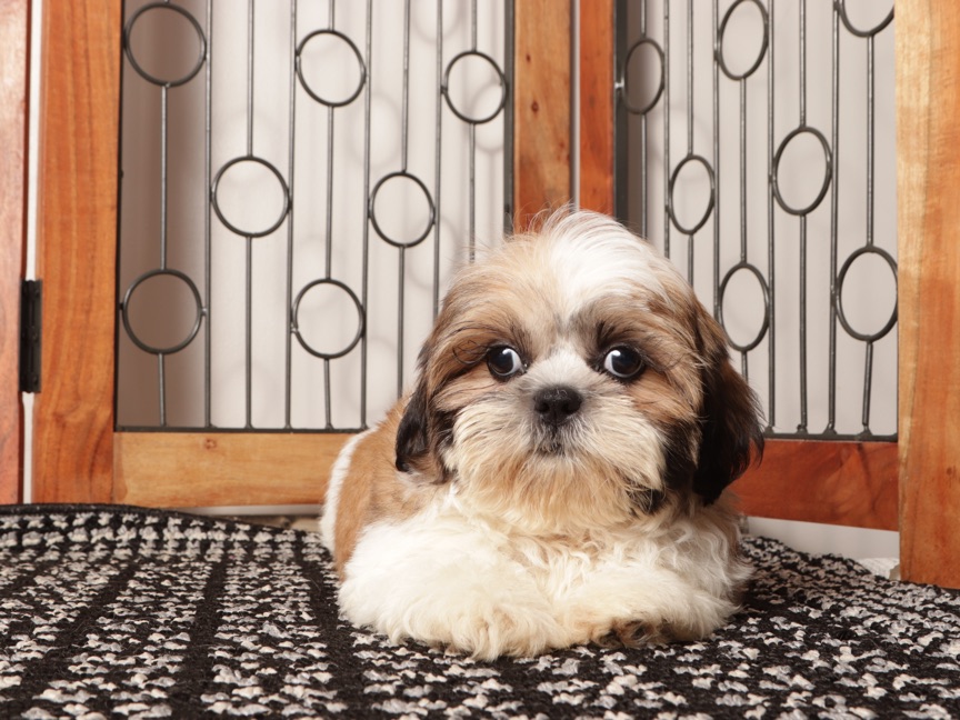 Otis - Fun Male ACA Shihtzu - Image 3