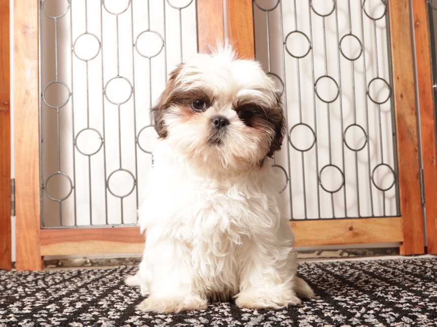 Pancake - ACA Male Shih Tzu