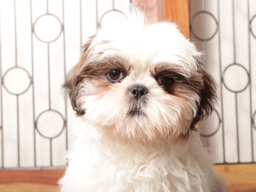 Pancake - ACA Male Shih Tzu - Image 2
