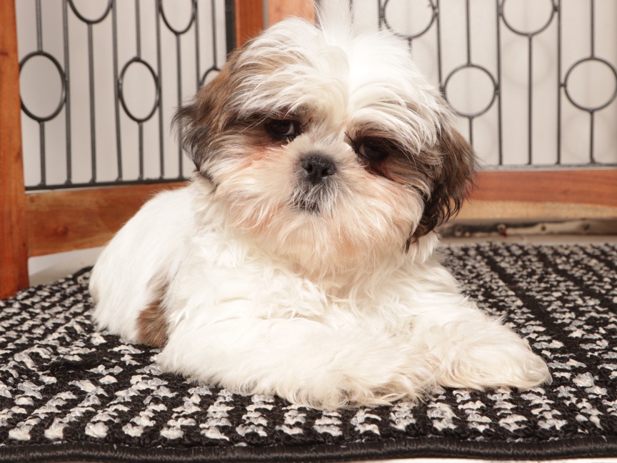 Pancake - ACA Male Shih Tzu - Image 3