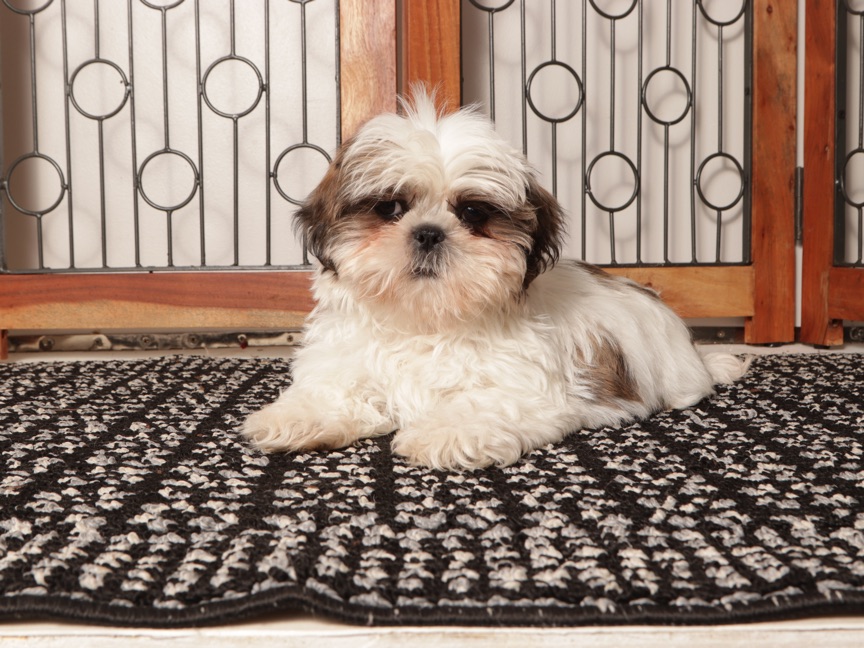 Pancake - ACA Male Shih Tzu - Image 4