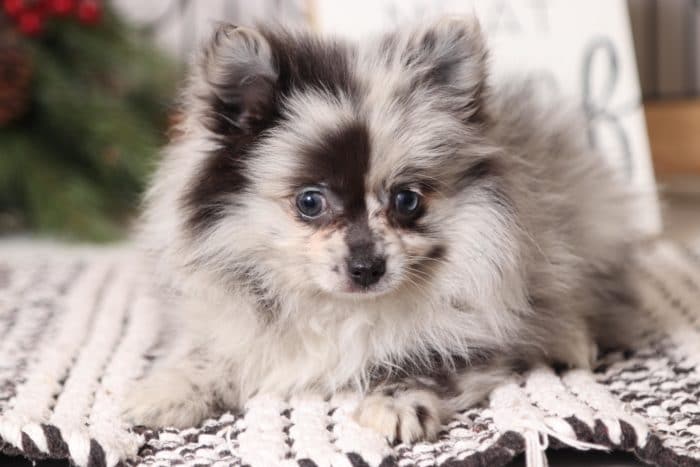 Parti - Beautiful Blue Merle Female Pomeranian Puppy