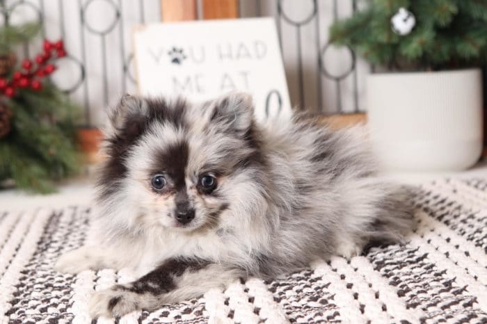 Parti - Beautiful Blue Merle Female Pomeranian Puppy - Image 2