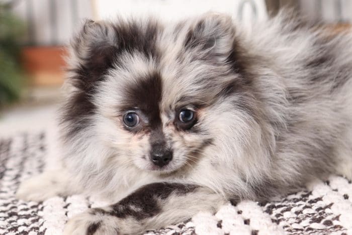 Parti - Beautiful Blue Merle Female Pomeranian Puppy - Image 3