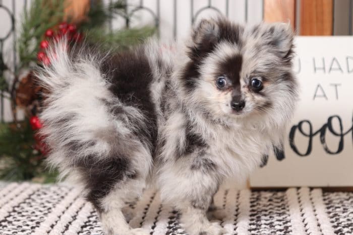 Parti - Beautiful Blue Merle Female Pomeranian Puppy - Image 4