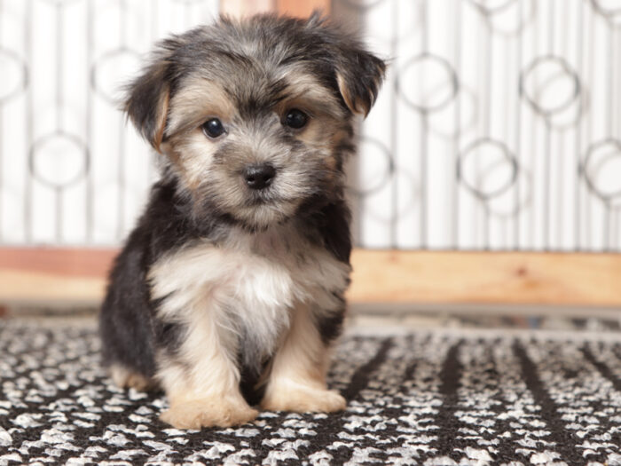Peanut - Playful Little Male Morkie Puppy