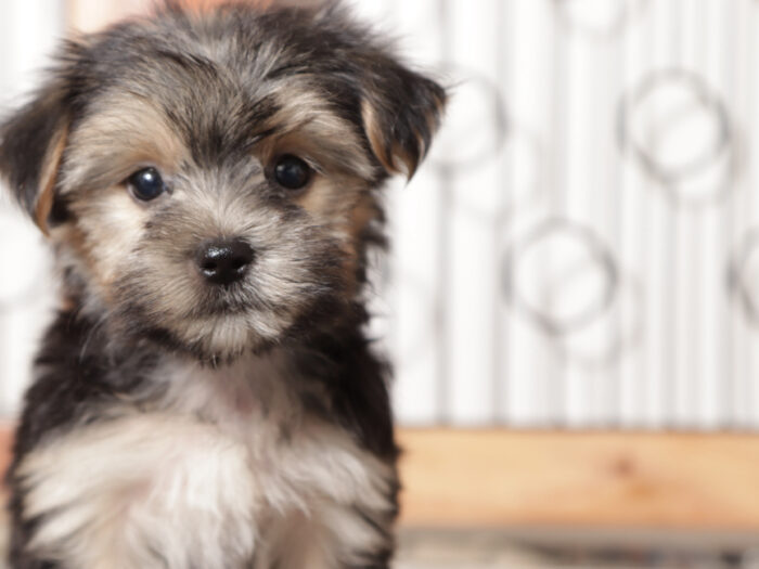 Peanut - Playful Little Male Morkie Puppy - Image 3