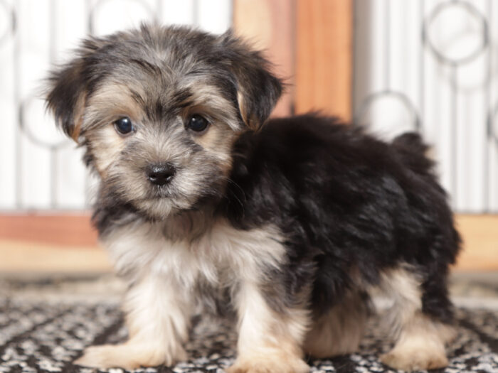 Peanut - Playful Little Male Morkie Puppy - Image 4
