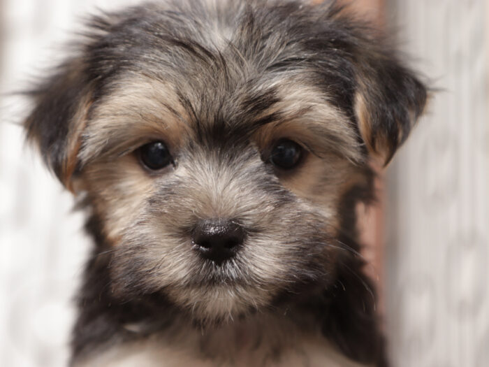 Peanut - Playful Little Male Morkie Puppy - Image 5