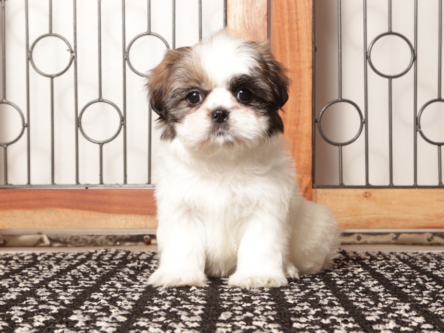 Pebbles - Gorgeous Female Shih Tzu puppy