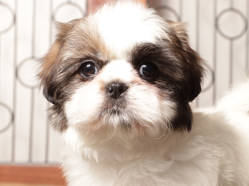 Pebbles - Gorgeous Female Shih Tzu puppy - Image 2