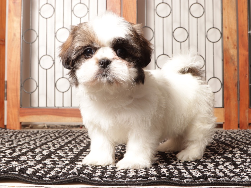 Pebbles - Gorgeous Female Shih Tzu puppy - Image 3