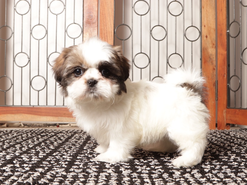 Pebbles - Gorgeous Female Shih Tzu puppy - Image 4