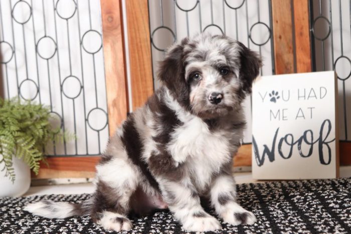 Peter- Handsome Blue Merle Male Aussie-Poo Puppy