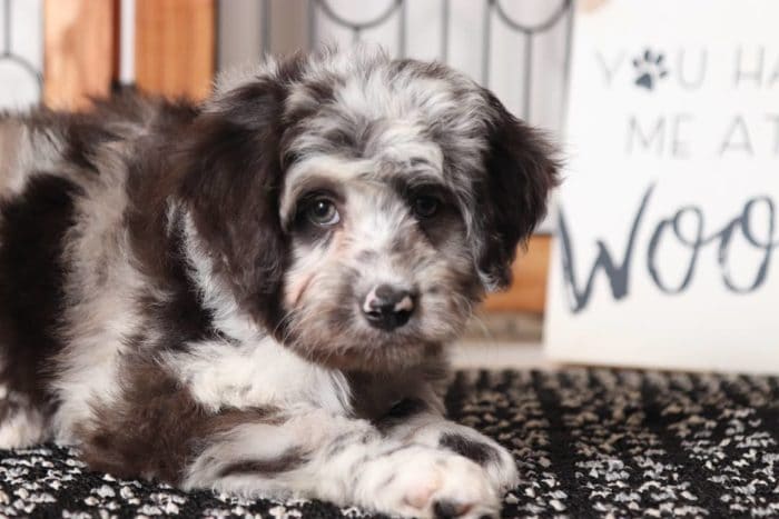 Peter- Handsome Blue Merle Male Aussie-Poo Puppy - Image 2