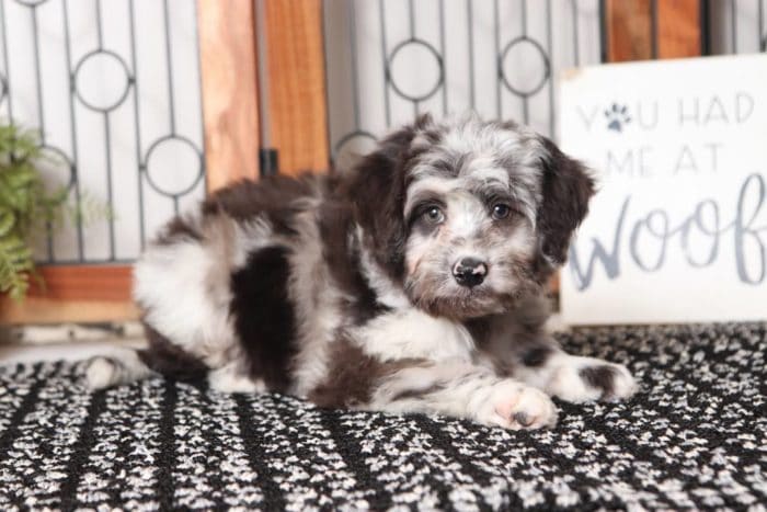 Peter- Handsome Blue Merle Male Aussie-Poo Puppy - Image 3