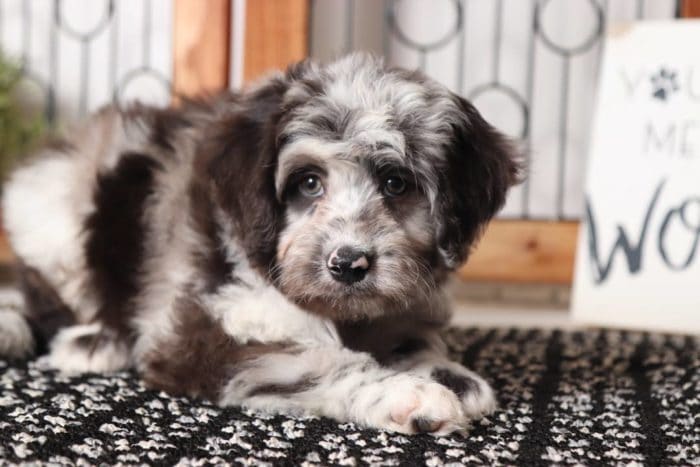 Peter- Handsome Blue Merle Male Aussie-Poo Puppy - Image 4