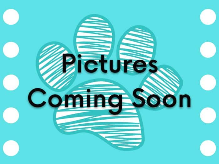 Ollie - Dapper Little Tan/Black Male Morkie Puppy (Copy)