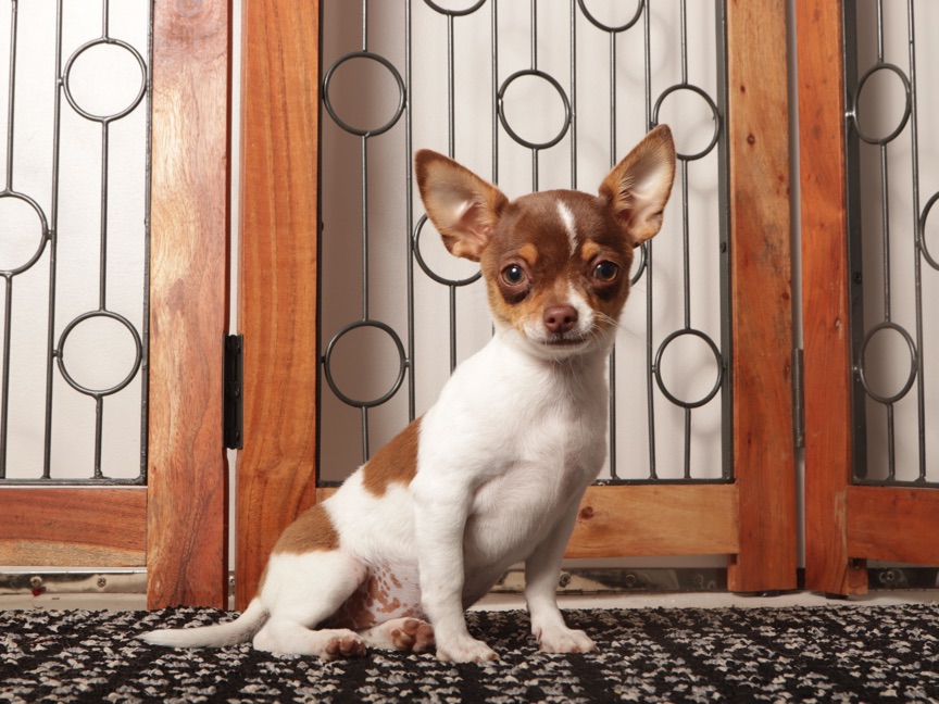 Pippa- affectionate Female Chihuahua