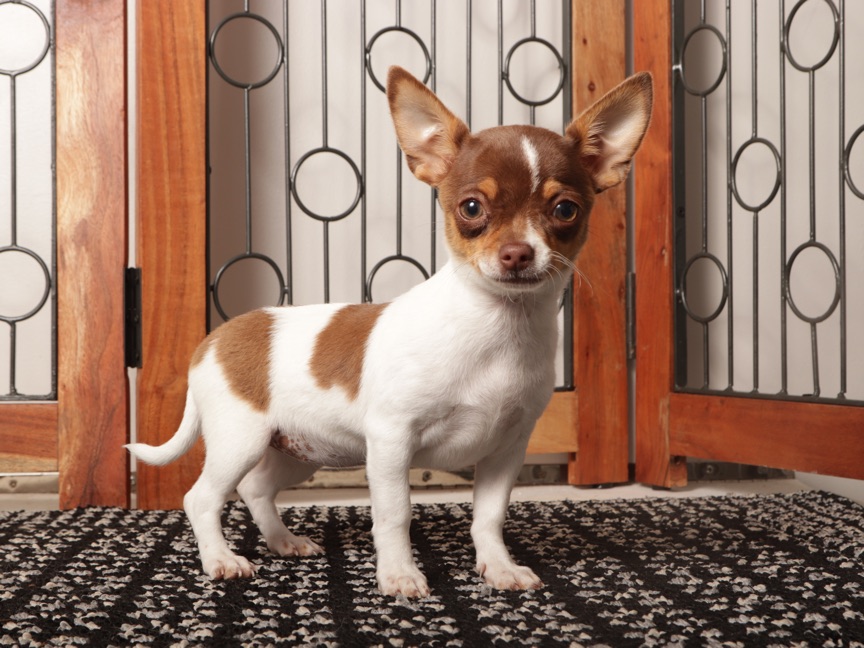 Pippa- affectionate Female Chihuahua - Image 2