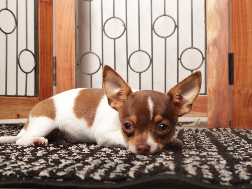 Pippa- affectionate Female Chihuahua - Image 3