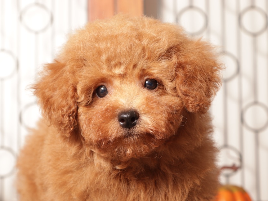 Pops - Red AKC Mini Poodle Puppy