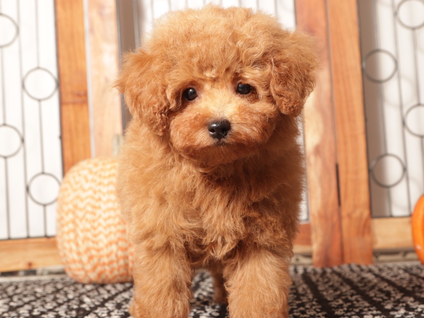 Pops - Red AKC Mini Poodle Puppy - Image 2