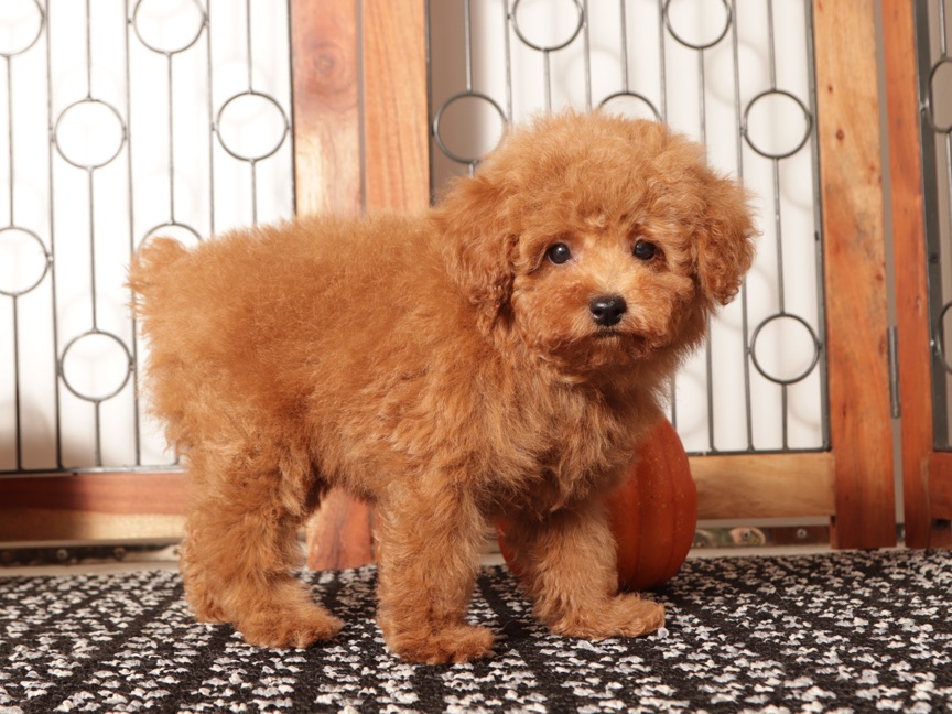 Pops - Red AKC Mini Poodle Puppy - Image 3