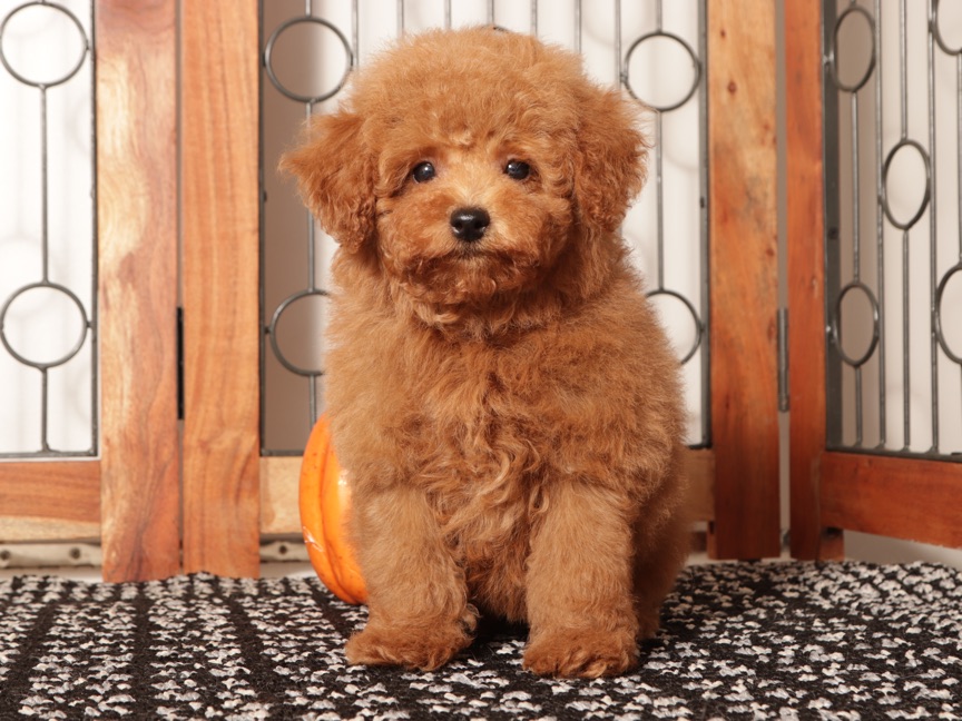 Pops - Red AKC Mini Poodle Puppy - Image 4