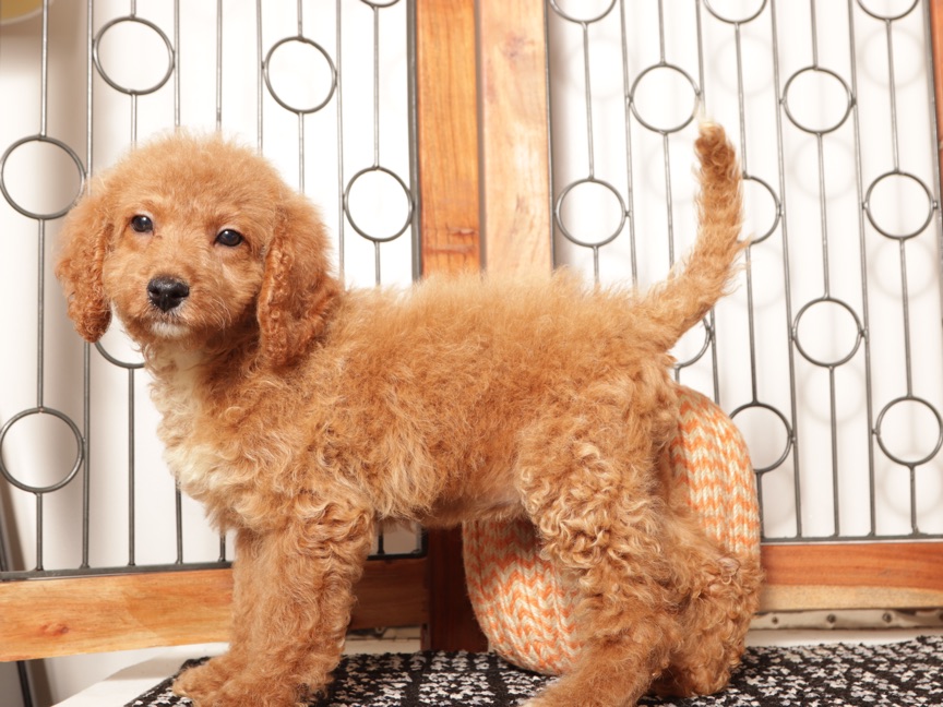Poppy - female Mini Goldendoodle Puppy for Sale (F1B)